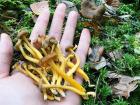 Here you can see how small these mushrooms are, relative to my hand