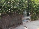 Stray cats "guard" the gate to Maro's house