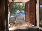Room with a view: my own olive tree