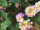 Lantana flowers between Maro's house and mine