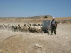 A shepherd with his flocks