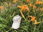 I found this hat lying in the field with the day lilies   