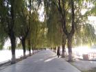 Between the lakes is a path of weeping willow trees