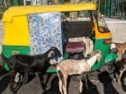 Even the goats here love rickshaws!