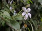 I found out this is a "mugra" flower, known as jasmine in America