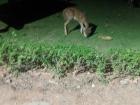 I was surprised to see deer in India!