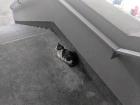 The cat I always see on my way to get breakfast