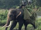 The two riders and their elephant are carrying grass back to the stables for the elephants to eat later