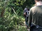 Our jungle walk consisted of walking on well-defined dirt paths through a heavily wooded area 