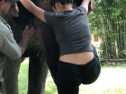 My friend Sonia holding the elephant's ears and stepping onto its trunk