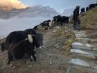 Lots of yaks wandering the top of the mountain and the sole herder that cares for all of them