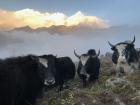 High up on Khopra Ridge, these curious yaks were equally intrigued to meet me