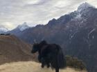 While walking down from the Hotel Everest View helipad, I passed this yak hanging out on the edge of the trail