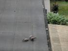 In the U.S., pigeons are mostly only seen in cities, but here in Germany, they're everywhere!