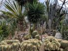 The Cactus House had cacti from all over the world!