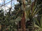 Some cactus plants can grow like trees