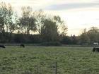 Cows in Port Meadow, Oxford