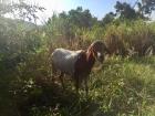 On my hike to Boti Falls, this cute goat popped out of the grass to say hi