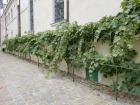 Grapevines in a row
