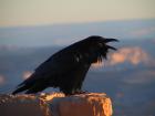 An image of a raven (Image from Wikimedia Commons)