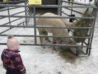 Alpacas visit Tartu for the week