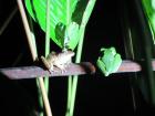 Two frogs sitting on the same branch, spotted during a night walk with my class.