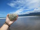 A sand dollar, or "sea cookie", found on the beach of Marino Ballena National Park.