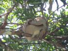 Another sloth spotted in the trees. Sometimes they are hard to spot because they let algae grow on them, making them green and blend into the trees.