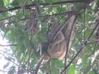Seeing sloths are definitely news-worthy! I have seen so many but its always so exciting to spot them.