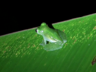 The glass frog. Take note of its clear body and legs!