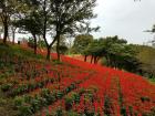 The flower fields at Mother Farm seemed to stretch on forever!