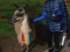 I made friends with a llama in Peru