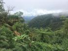 A cloud forest in Monteverde 
