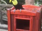 This colorful little toucan was just sitting on top of the trash can
