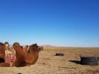 A Mongolian camel