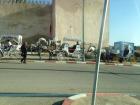 Horse and buggies in Meknes for tourists