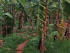A path in the middle of a banana farm like this, is so small that you have to either walk or use a bicycle or motorcycle 