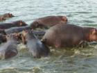 A bloat of hippos 