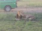 The lion got up when a tourist van came closer to it