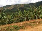 The tropical savannah supports the banana plantation
