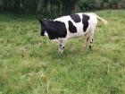 A lonely grazing cow