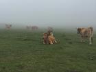 The cute cows in the fog of the lakes