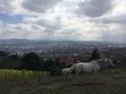 One of my favorite views of Oviedo