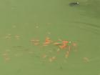 Those orange dots are fish, and that dark dot near the back is a turtle