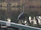 I saw this heron while on a walk this week - we have herons in Indiana too 