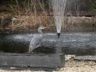 I saw another heron at my university today - it must be heron season 