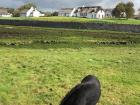 A donkey spotted in a field in Dingle!