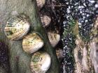 Limpet shells attached to a rock. 
