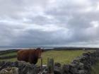 Making friends with the local cattle