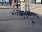 A group of pigeons!